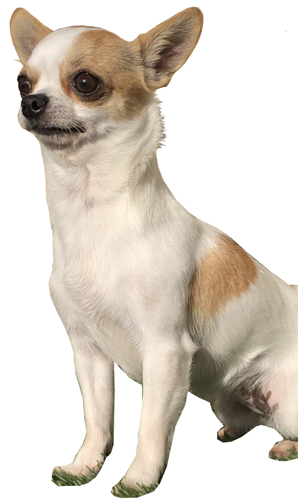 Chihuahua Capriccididama 